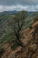 LM603 is a photograph by T.M. Schultze taken 2023 at Laguna Mountains, California