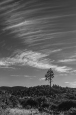 LM788 is a photograph by T.M. Schultze taken 2023 at Laguna Mountains, California
