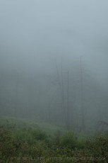 PM332 is a photograph by T.M. Schultze taken 2023 at Palomar Mountain, California