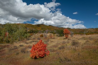 UT467 is a photograph by T.M. Schultze taken 2023 at Wasatch Mountains, Utah