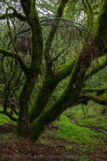 CBA223 is a photograph by T.M. Schultze taken 2024 at Castle Rock State Park, California