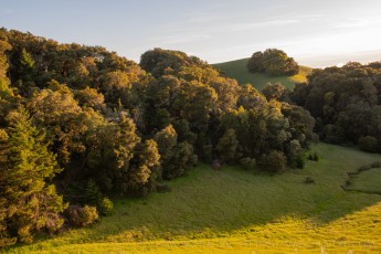 CBA42 is a photograph by T.M. Schultze taken 2024 at Long Ridge Open Space Preserve, California