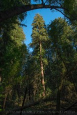CBA623 is a photograph by T.M. Schultze taken 2024 at Henry Cowell Redwoods State Park, California