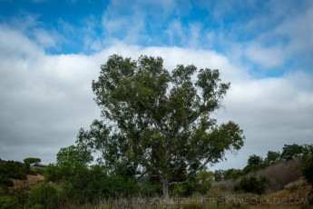 TS114 is a photograph by T.M. Schultze taken 2025 at San Diego, California