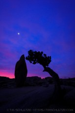Juniper and Monolith, Twilight is a photograph by T.M. Schultze taken 2013 at Joshua Tree National Park, California