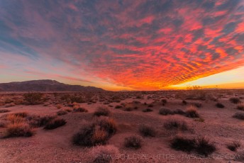 Sunrise Victory is a photograph by T.M. Schultze taken at Joshua Tree National Park, California