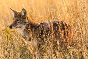 is a photograph by T.M. Schultze taken at Shenandoah National Park, Virginia