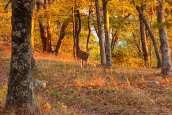 is a photograph by T.M. Schultze taken at Shenandoah National Park, Virginia