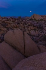 Christmas In Joshua Tree