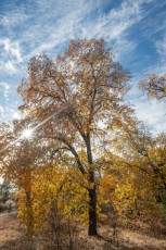 LM76 is a photograph by T.M. Schultze taken 2020 at Laguna Mountains, California