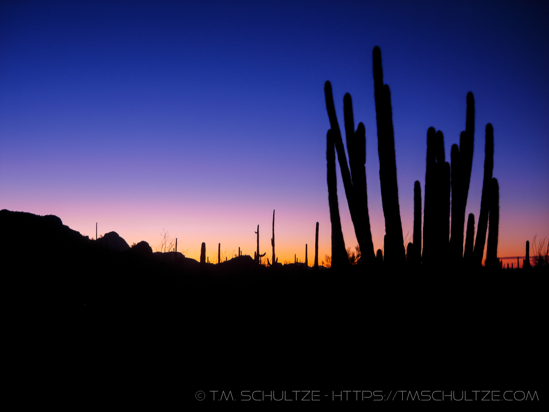 Organ Pipe Sunrise