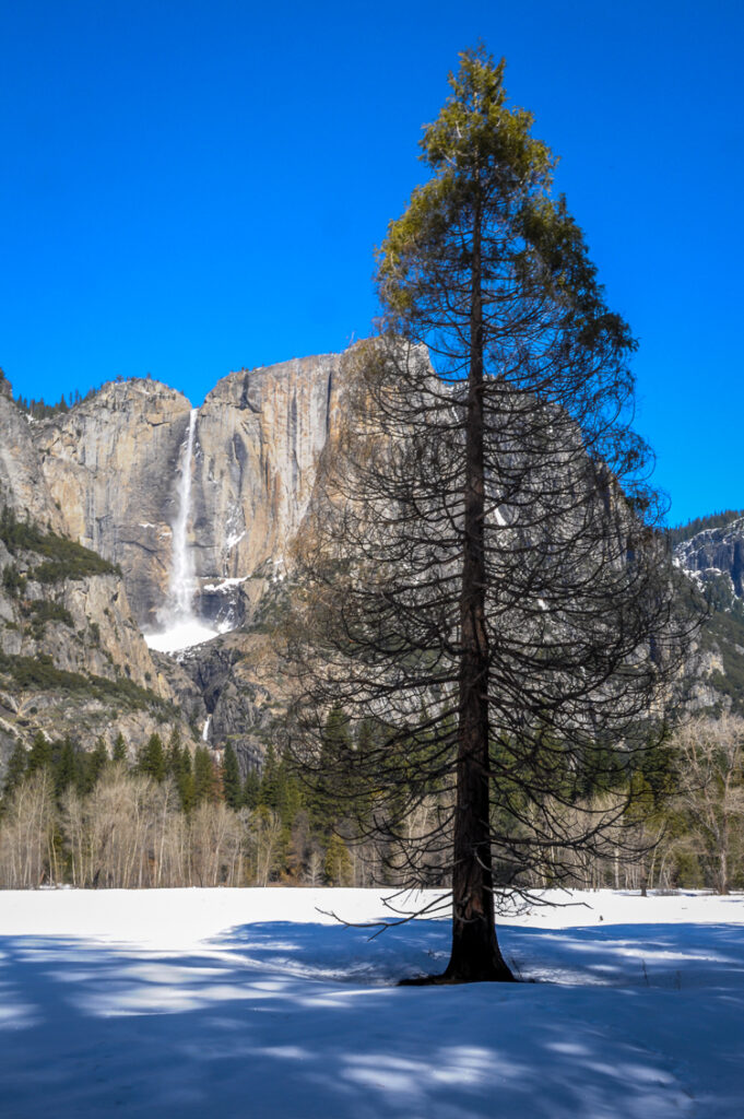 Winter Yosemite Meadow