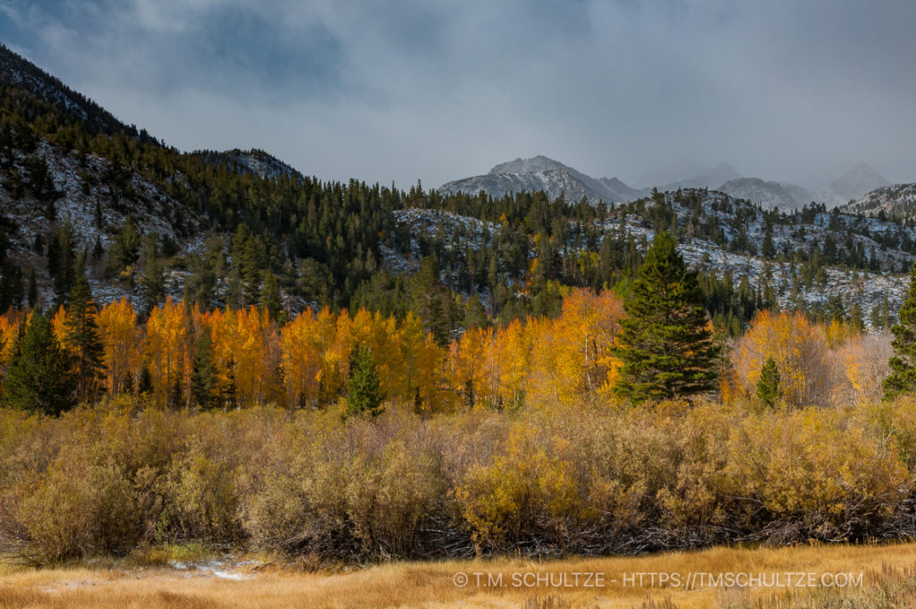 Yellow Sentinels