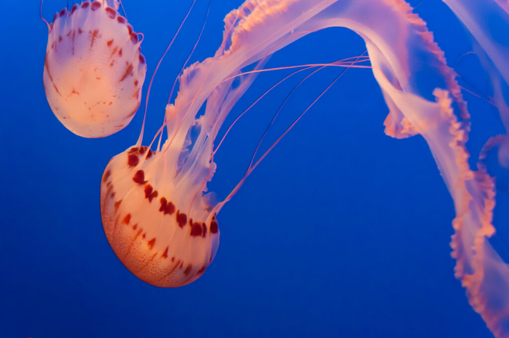 Jellyfishing