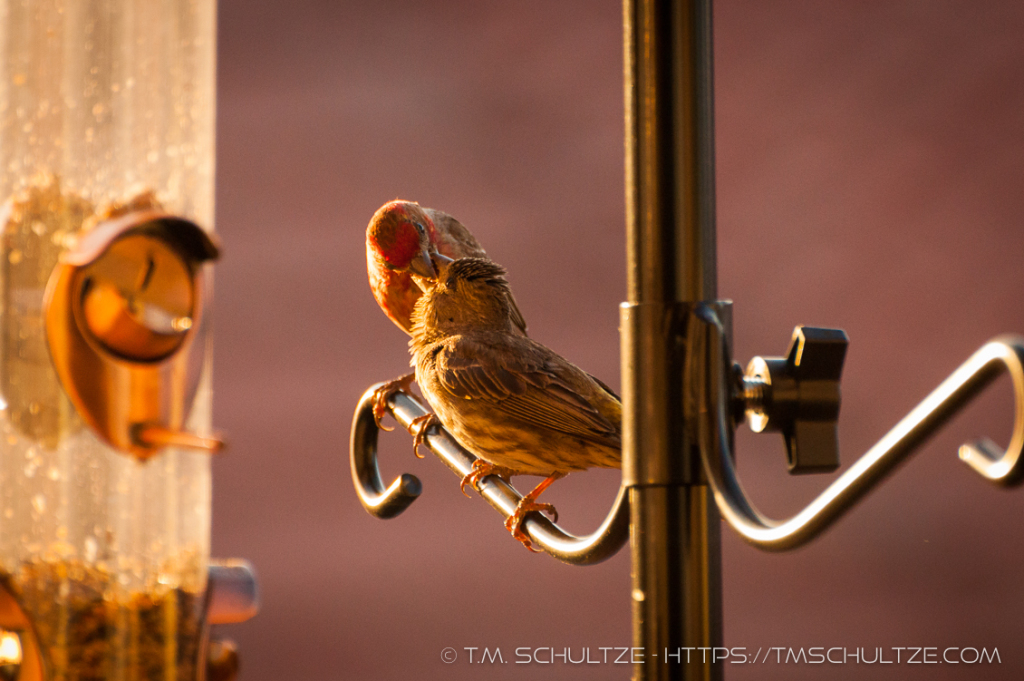 Birds Making Out