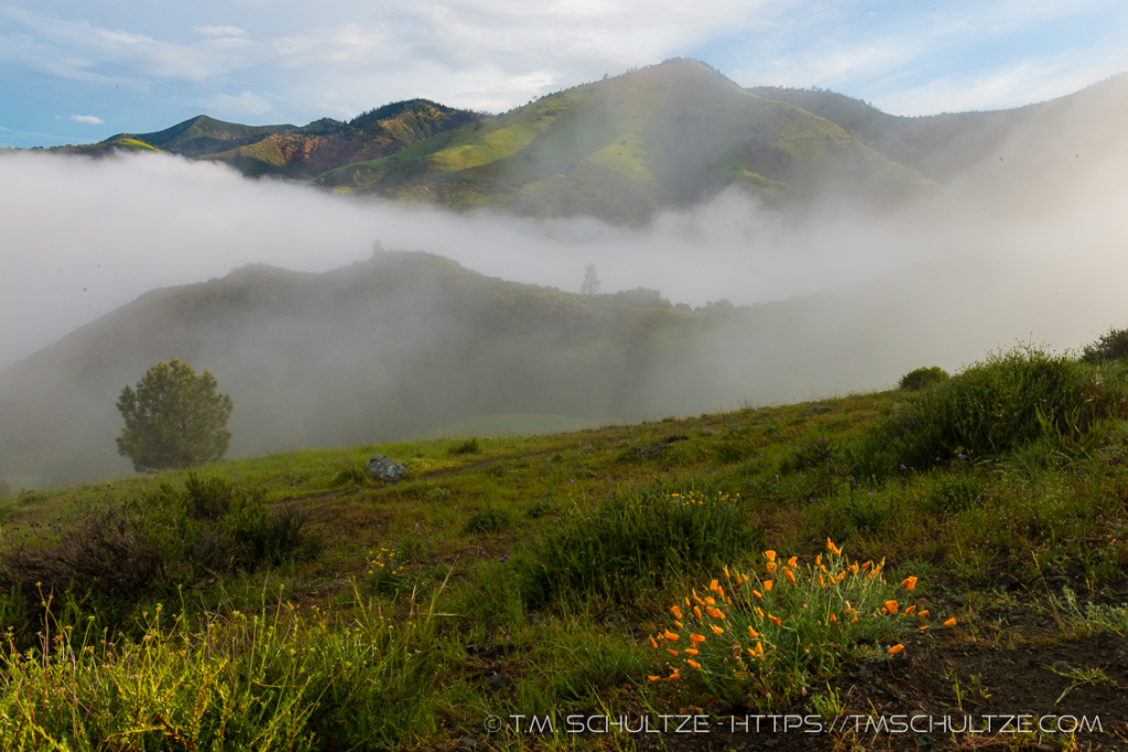 Figueroa Mountain Clouds Poppies