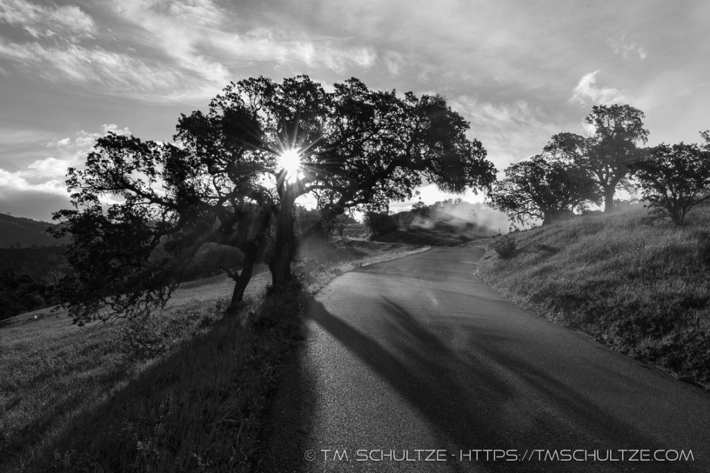 Lone Oak Figueroa Mountain Black and White