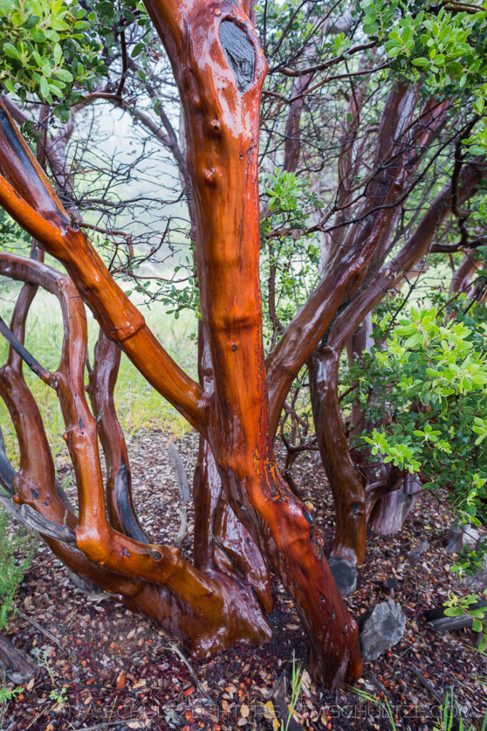 Wet Manzanita