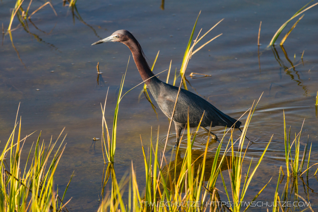 Little Blue Heron