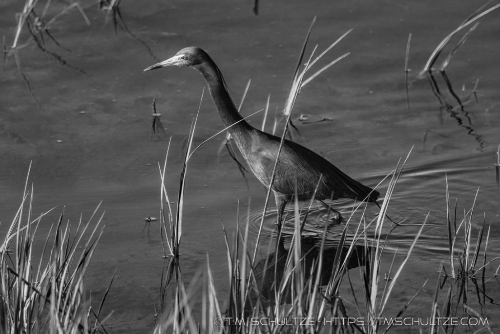 Little Blue Heron Black And White