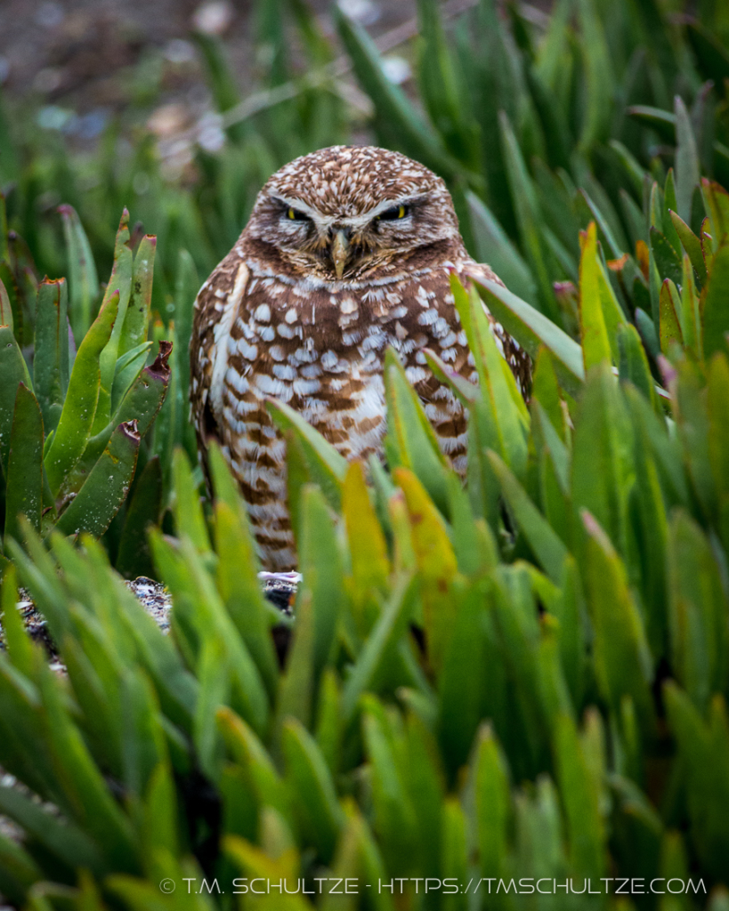 Burrowing Owl