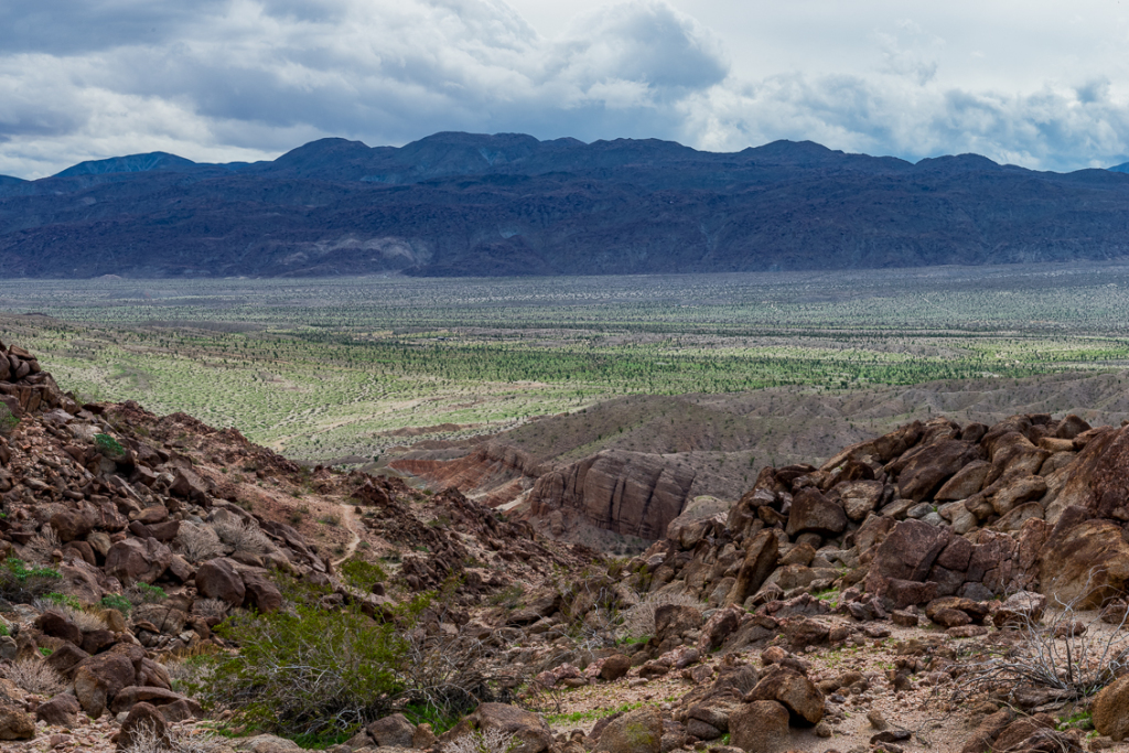 Green Desert