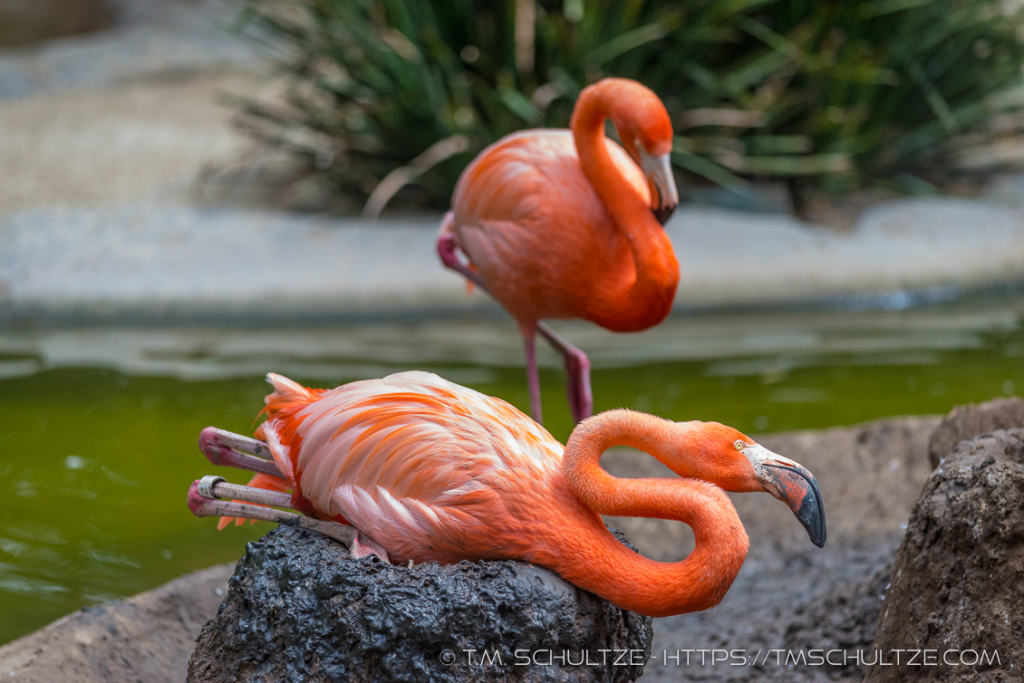 Two Flamingos