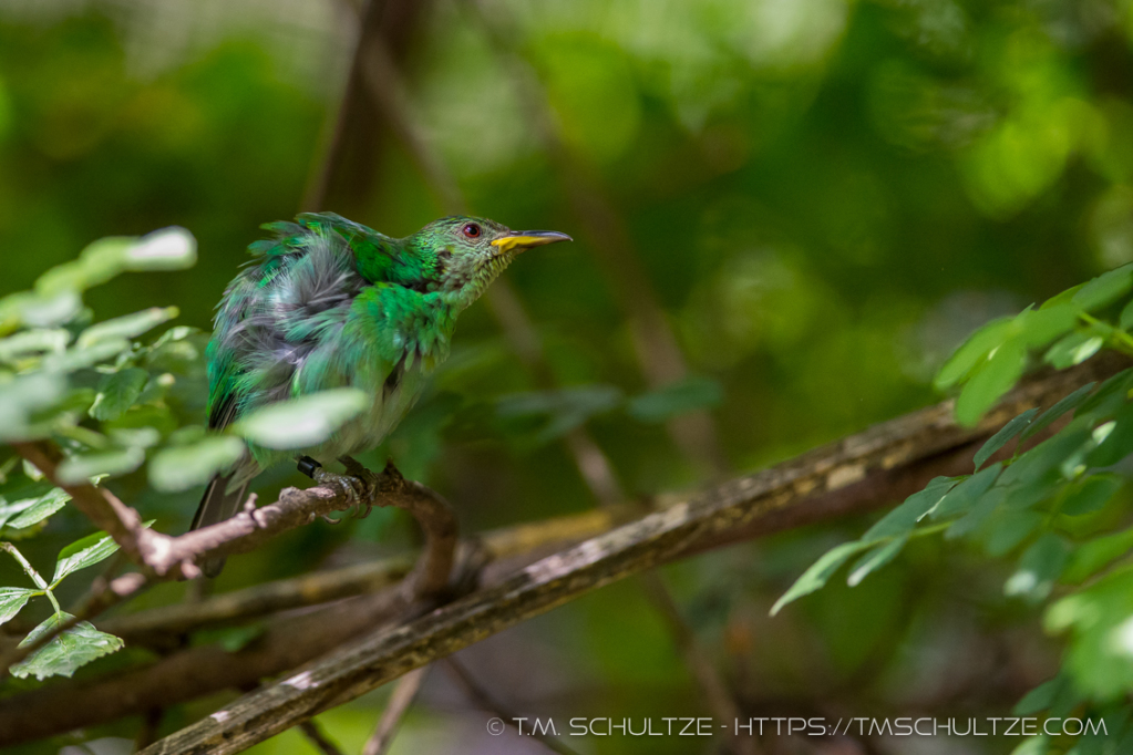 Greenbird