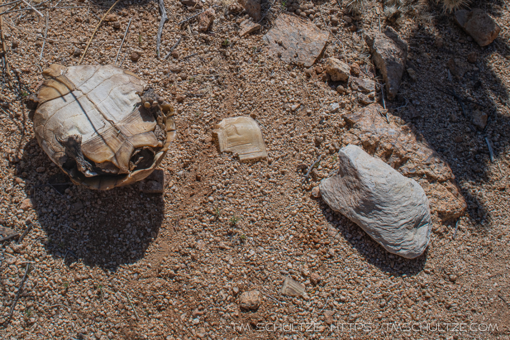 Dead Desert Tortoise